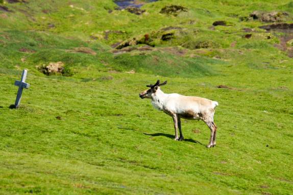 Rena solitária observa o pequeno cemitério em Ocean Harbour, na Geórgia do Sul (foto de JP Salakari)